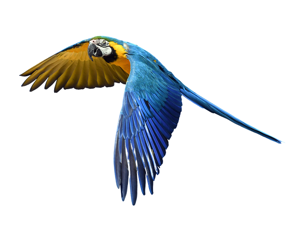 Arara azul e amarela